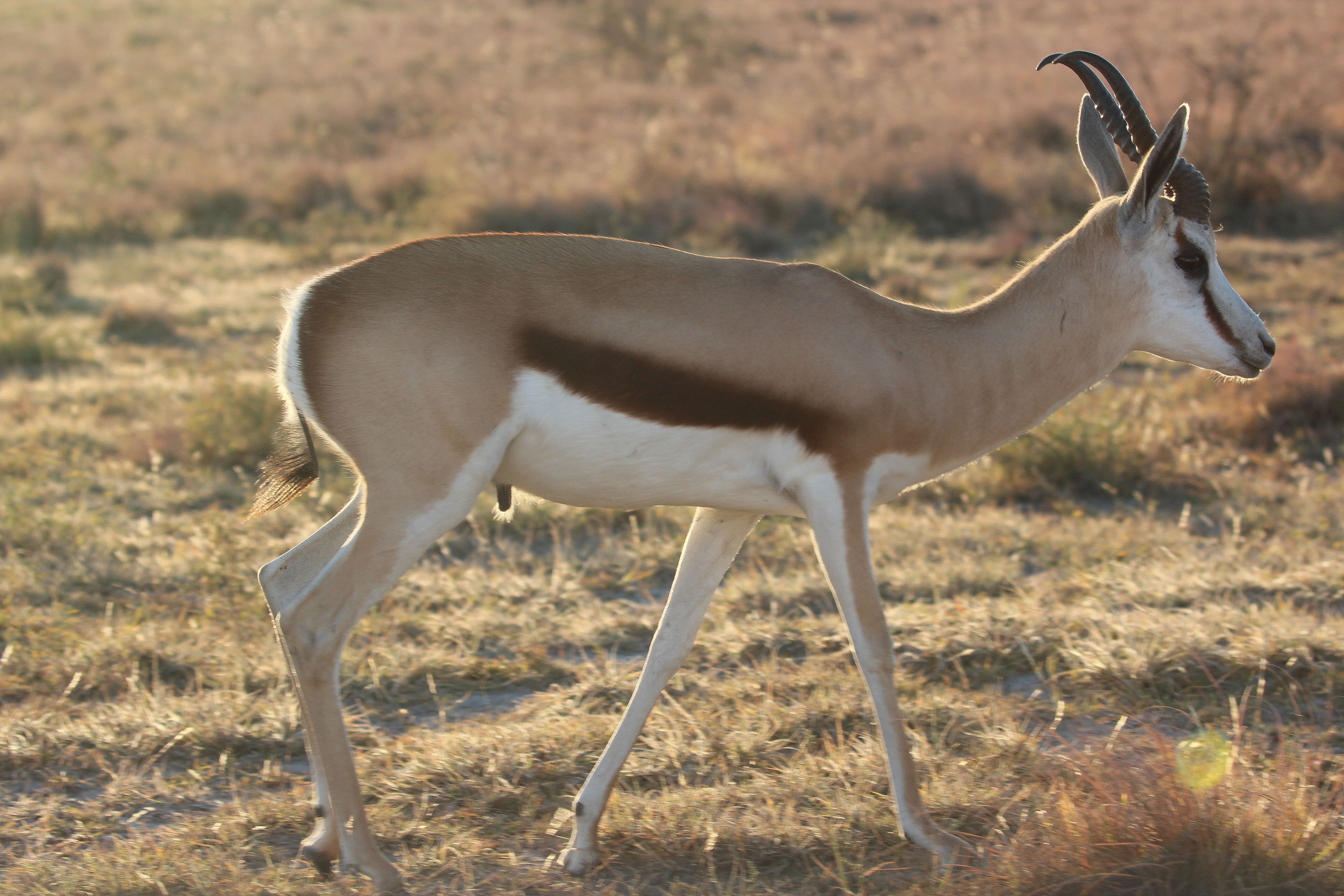 Image of Springbok