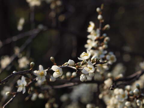 Image of Blackthorn