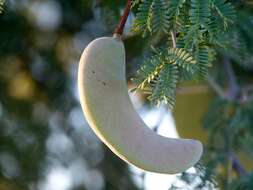 Vachellia erioloba (E. Mey.) P. J. H. Hurter resmi