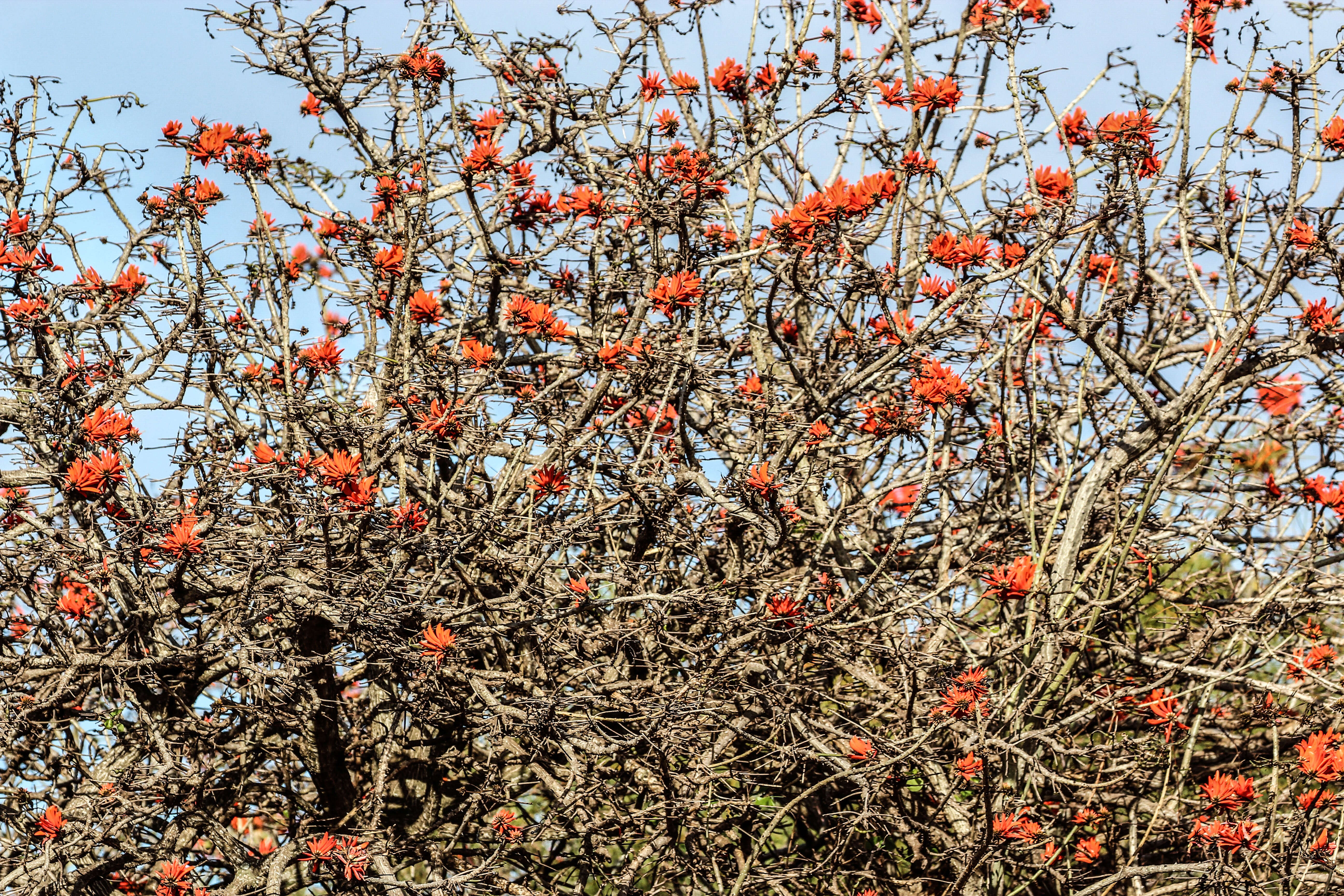 Image of Coral tree