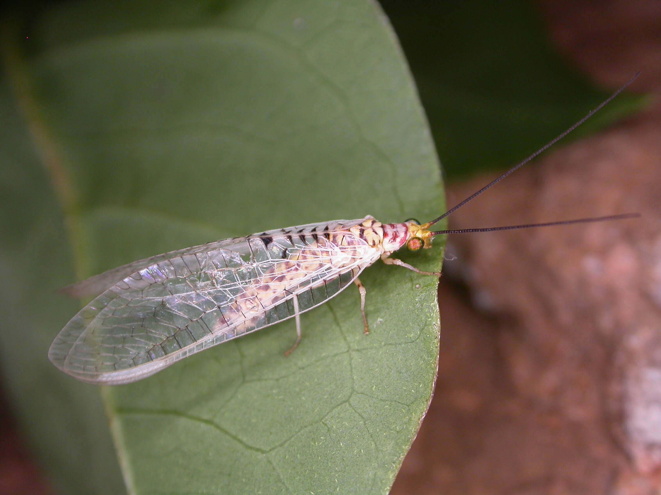 Italochrysa exilis Tjeder 1966的圖片