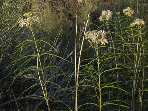 Image of milkweed