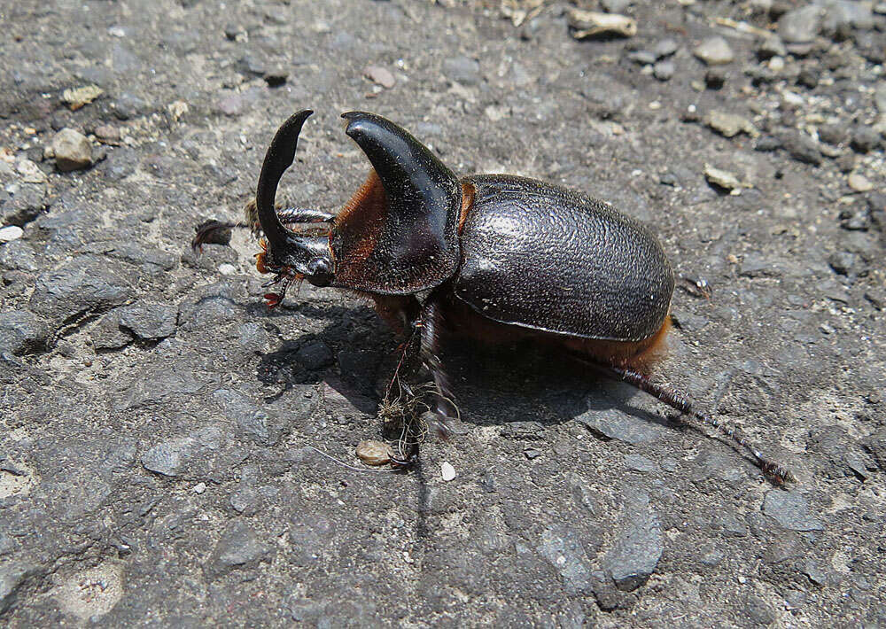 Image of Megaceras