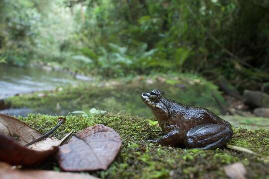 Image of Grandidier's Madagascar Frog