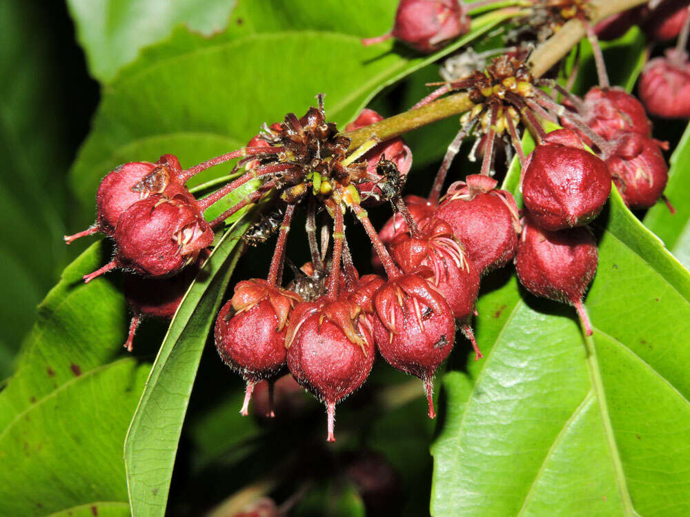 Image of Casearia commersoniana Cambess.