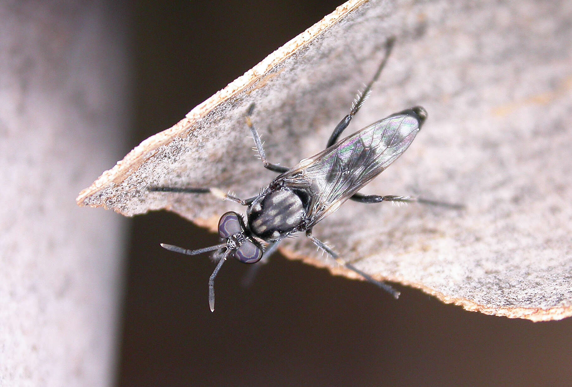 Image of Agapophytus