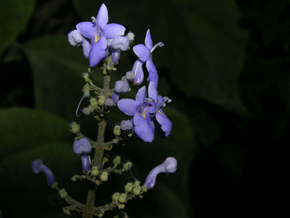 Image of Tropical-Lilac