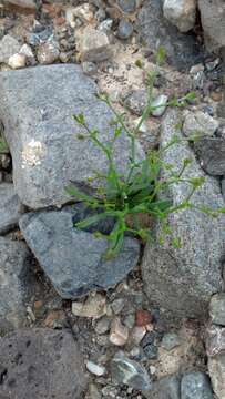 Image of brittle spineflower