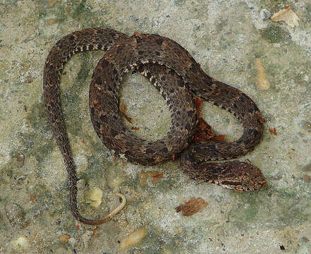 Image of Forest Vipers