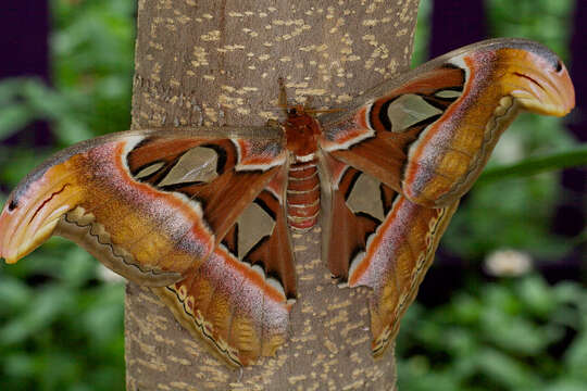 Image de Attacus Linnaeus 1767