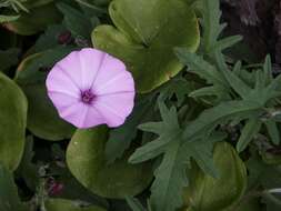 Image of bindweed