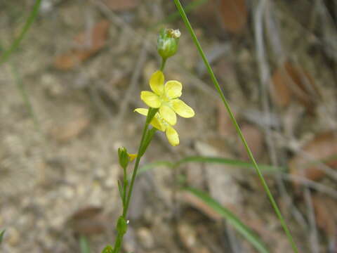 Image of New Mexico yellow flax