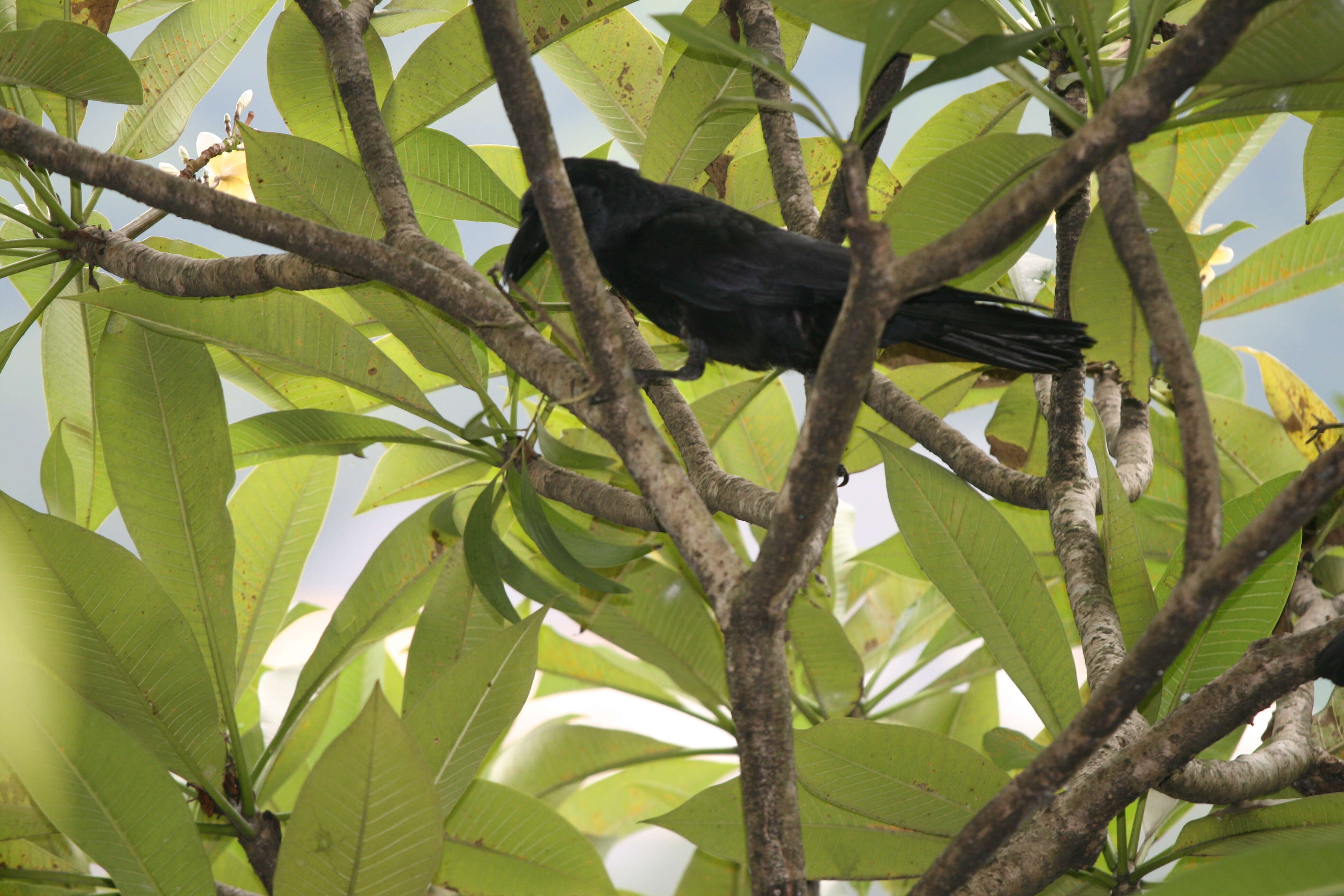 صورة Corvus culminatus Sykes 1832