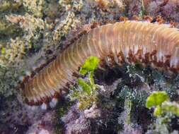 Image of Bearded Fireworm