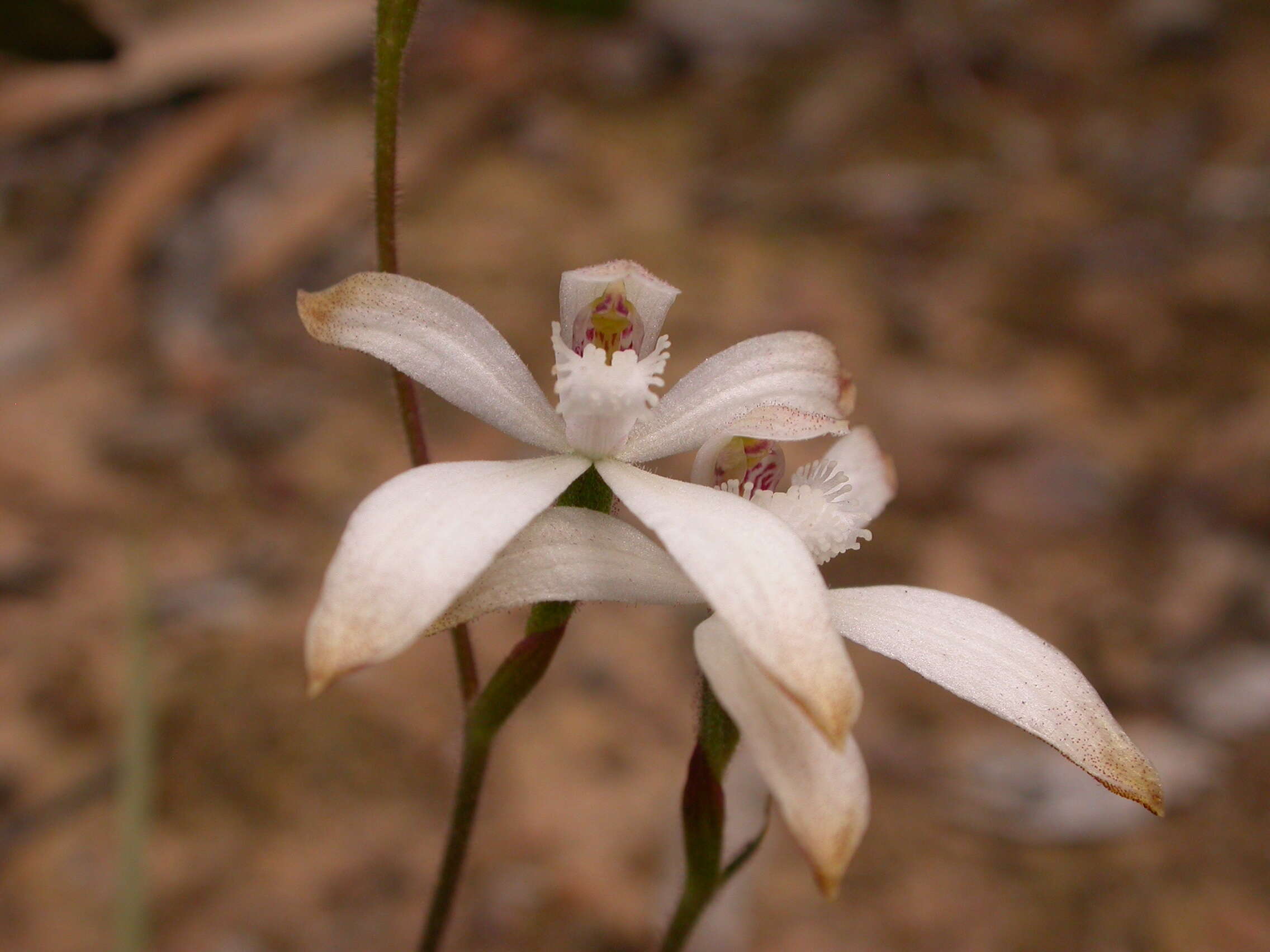 Image of Brown caps