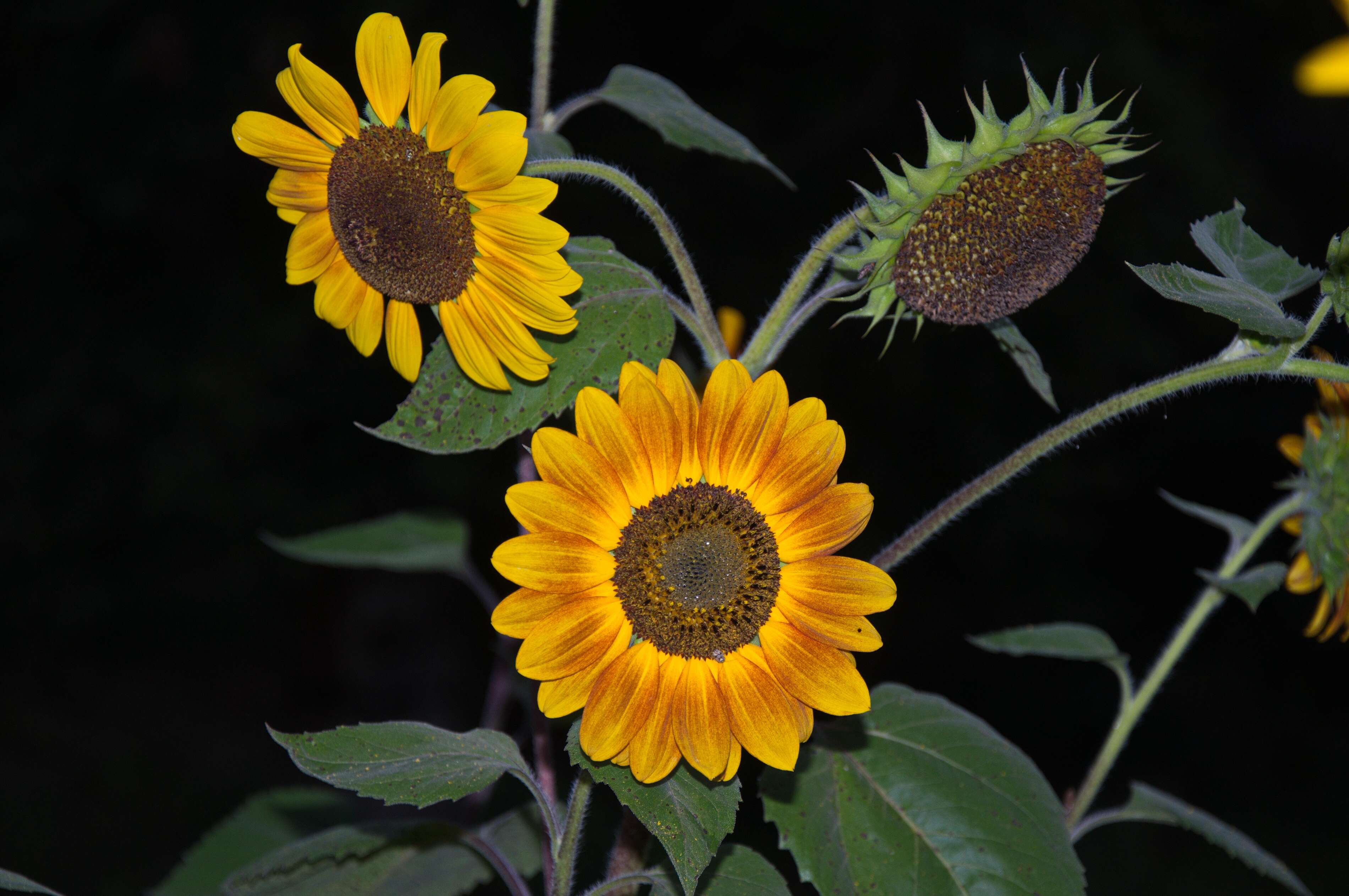 Image of sunflowers