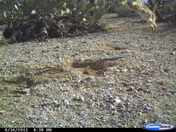 Image of Cottontail rabbit