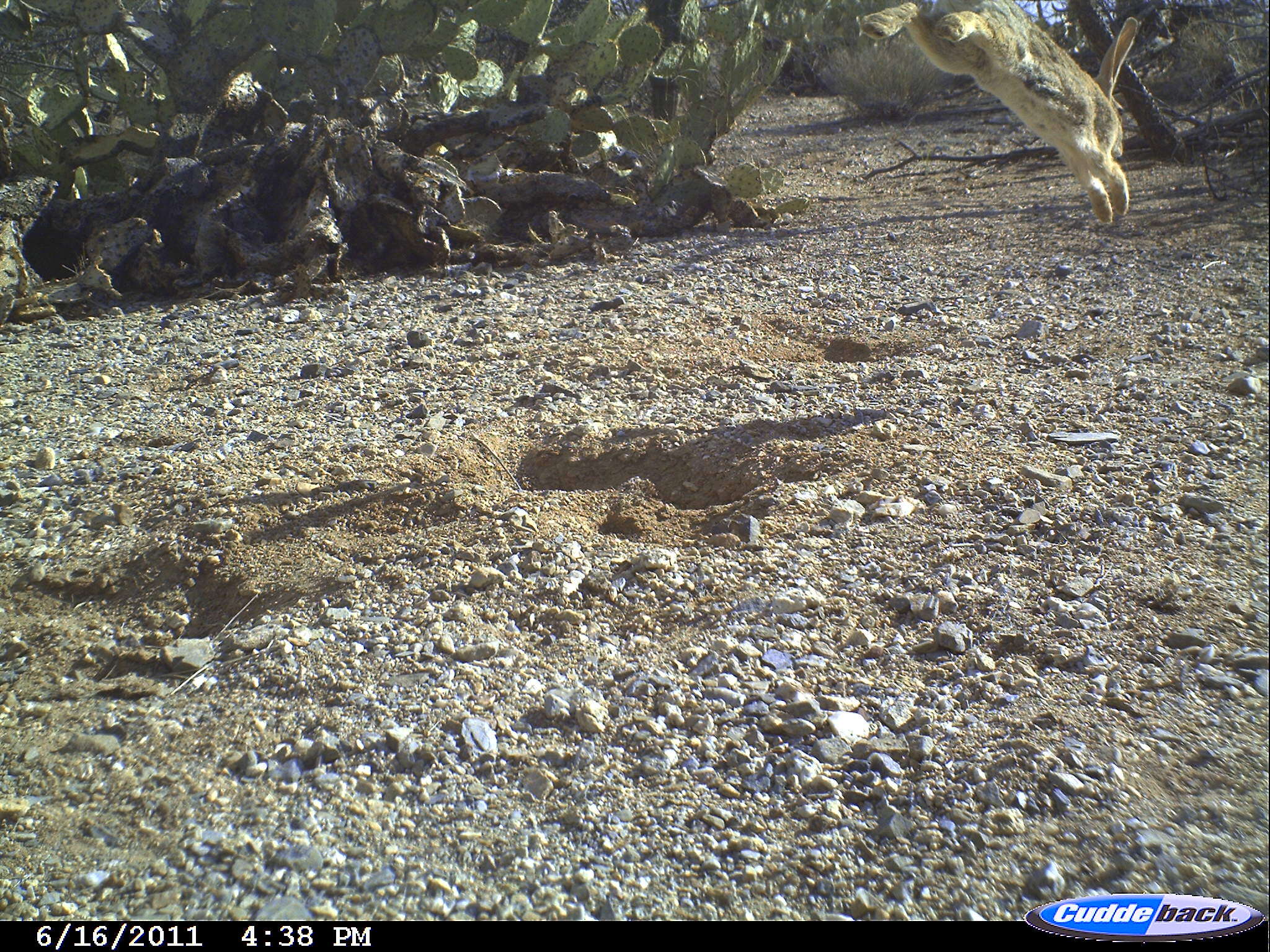 Imagem de Sylvilagus audubonii (Baird 1858)