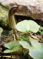 Image of Arisarum