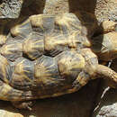 Image of African pancake tortoise