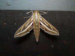 Image of Vine Hawk-Moth