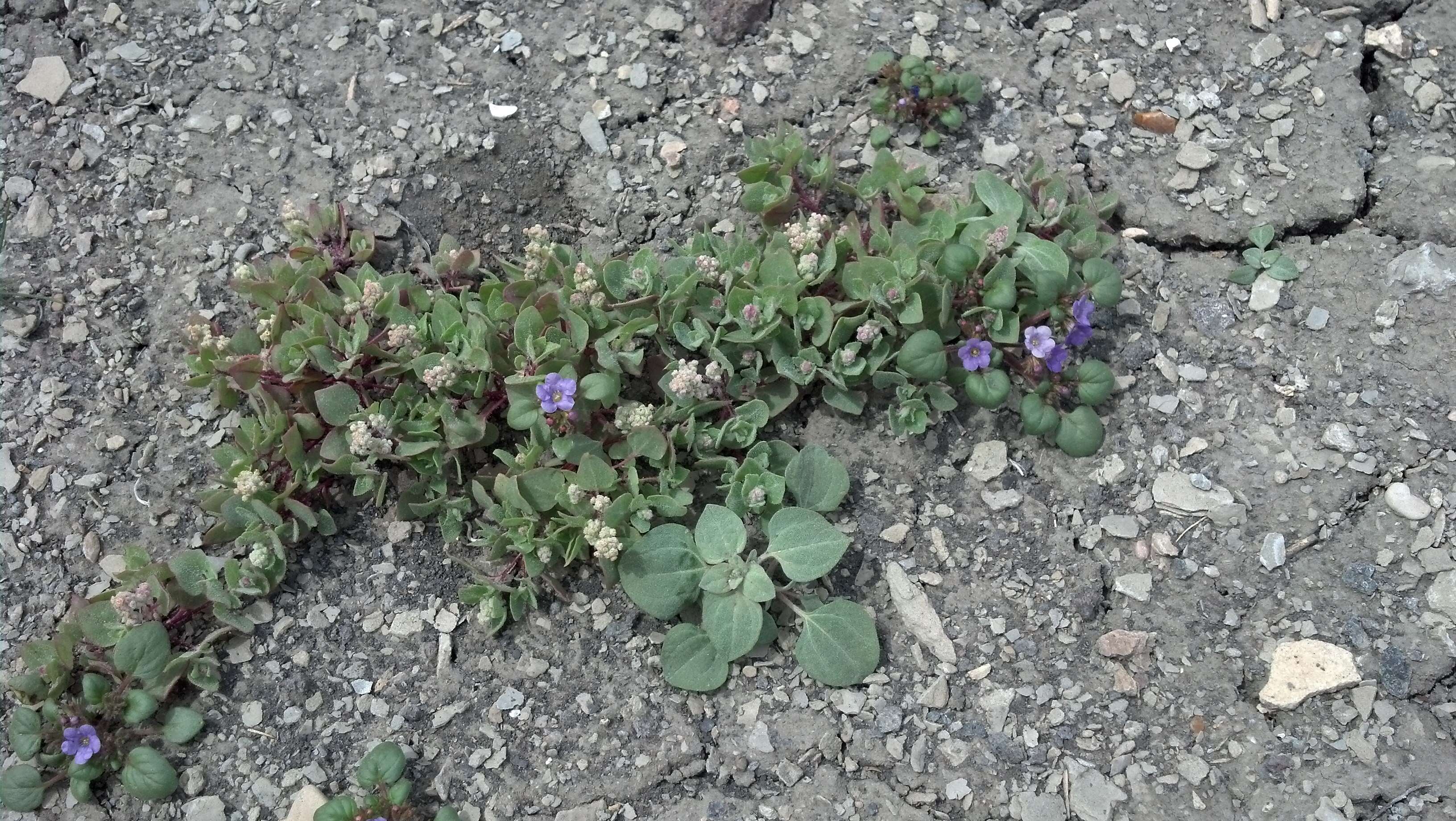 Phacelia demissa A. Gray的圖片