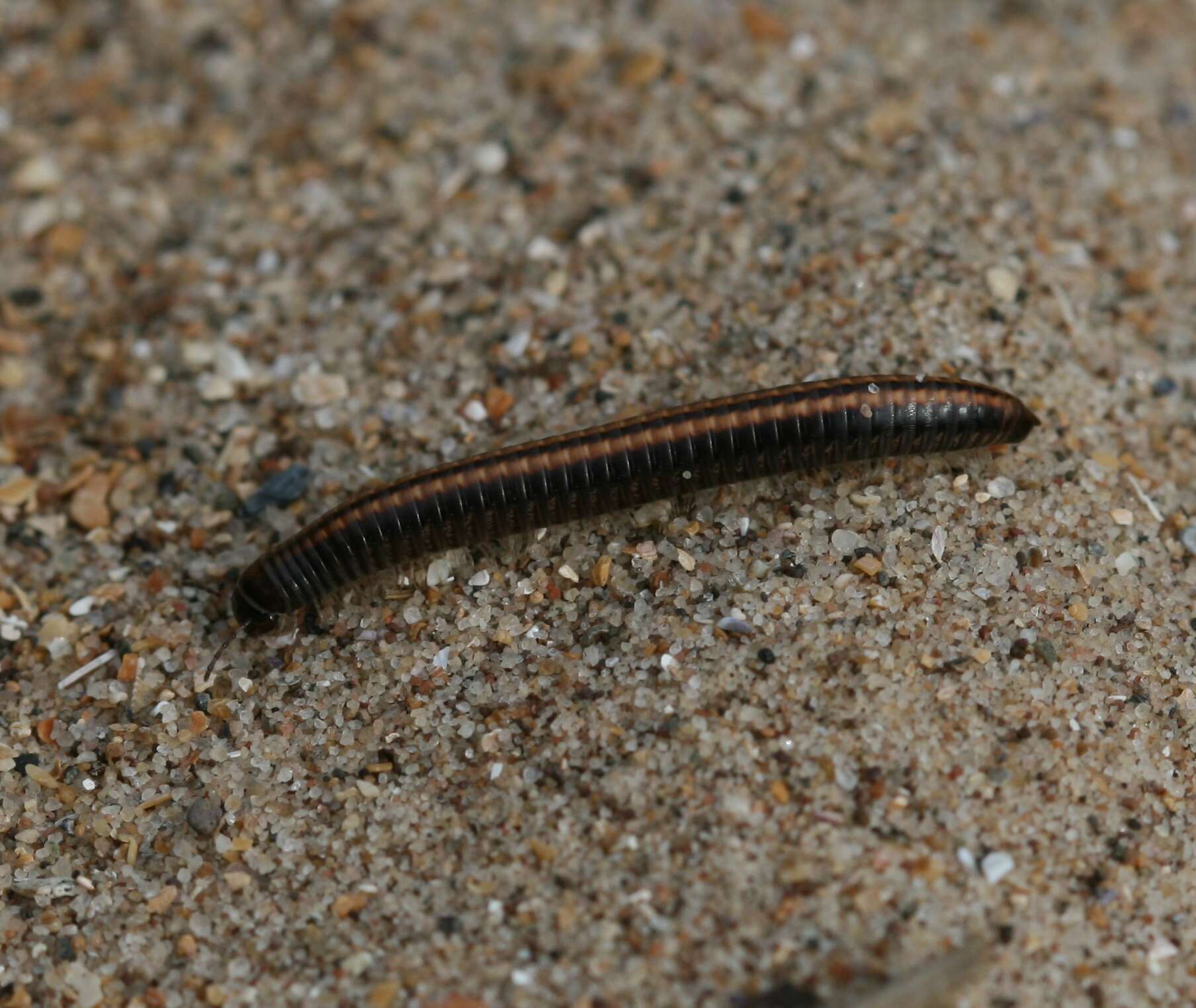 Image of Striped Millipede