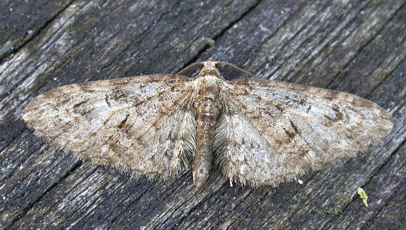 Слика од Eupithecia abbreviata Stephens 1831