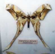 Image of Copiopteryx Duncan
