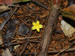 Image of Anthodiscus chocoensis Prance