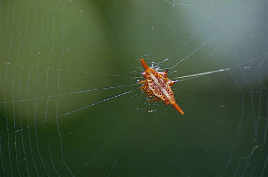 Image of Gasteracantha versicolor (Walckenaer 1841)