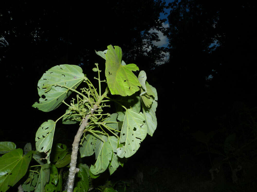 Imagem de Pterygota excelsa (Standl. & L. O. Williams) Kosterm.