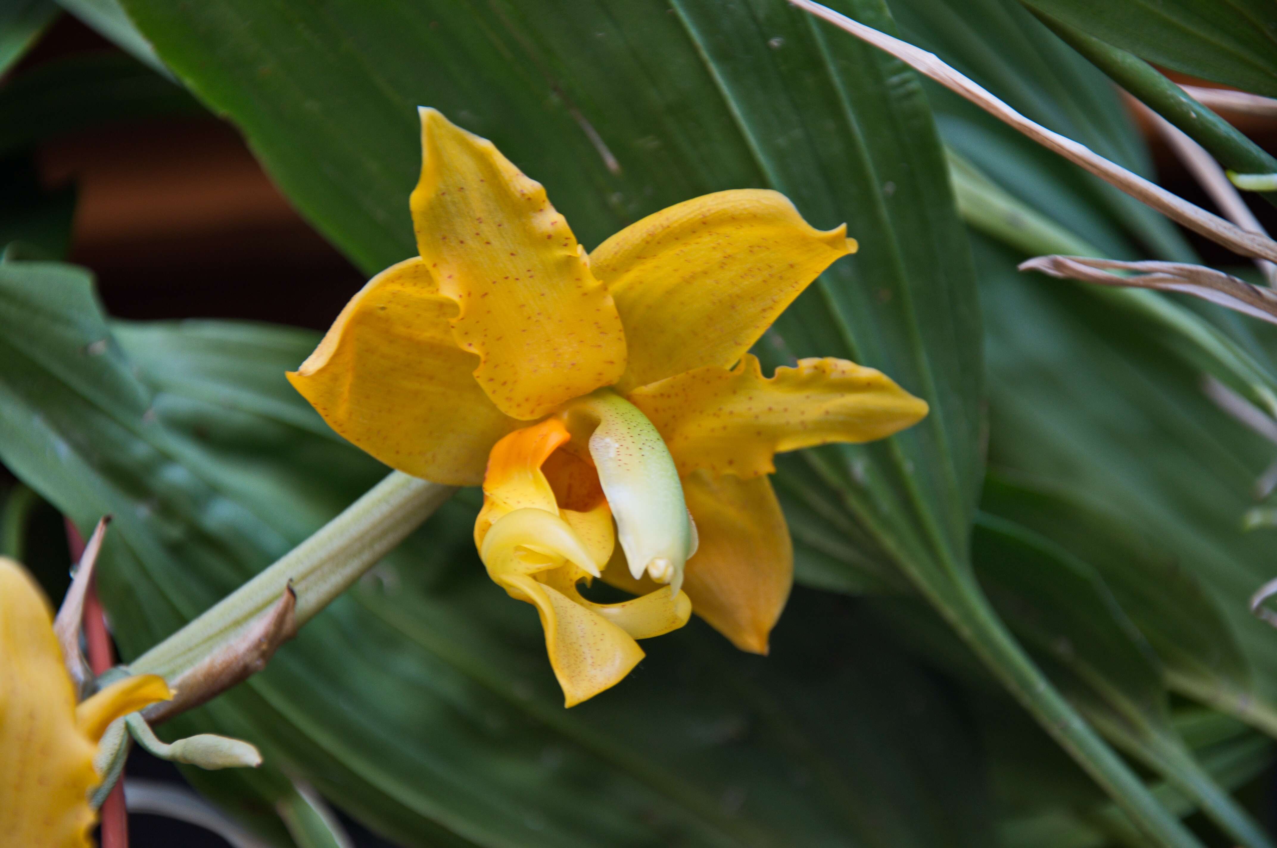 Image of Stanhopea orchid