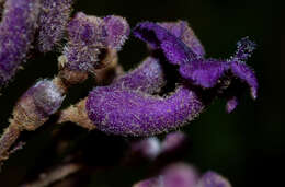 Image of Tropical-Lilac