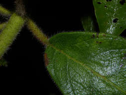 Sivun Kohleria allenii Standl. & L. O. Williams kuva