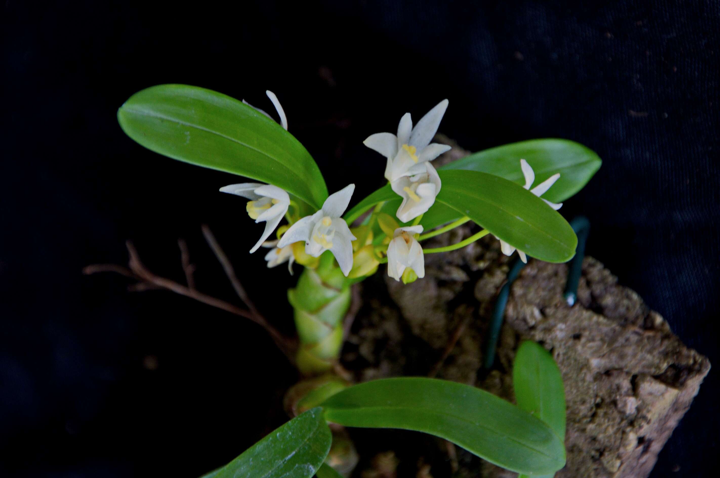 Imagem de Pinalia acervata (Lindl.) Kuntze