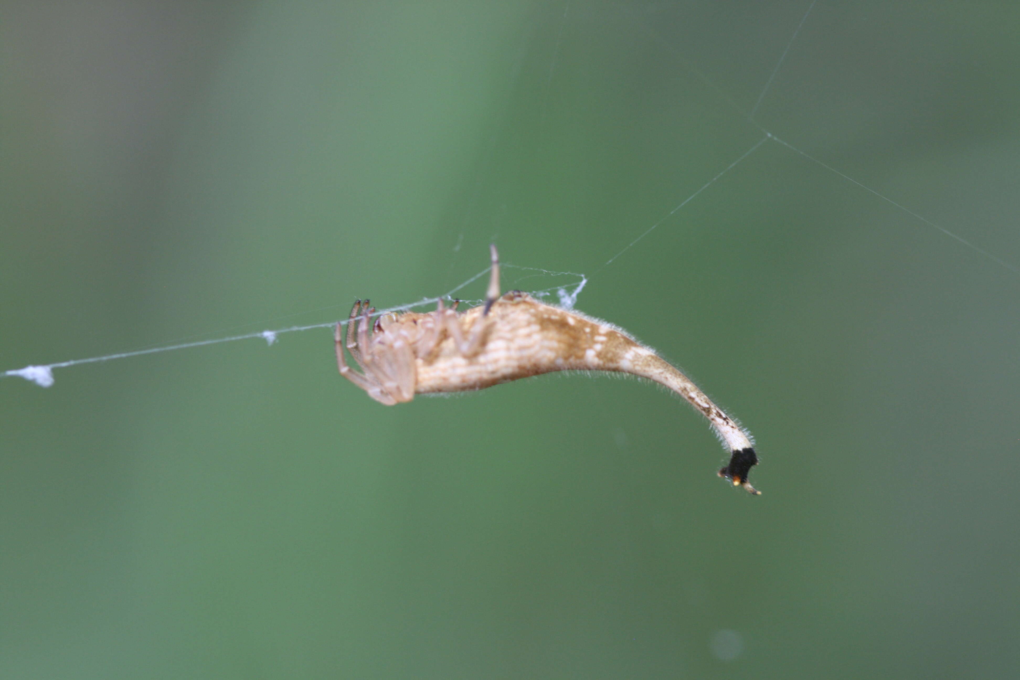 Image of Scorpion Tailed Spider