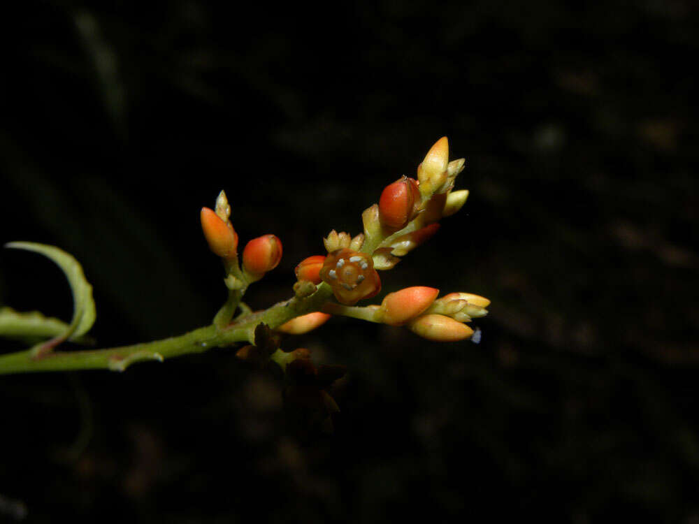 Imagem de Pleuropetalum pleiogynum (Kuntze) Standl.