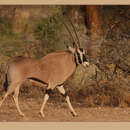 Image of Common Beisa Oryx