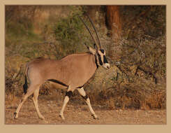 Image of Beisa Oryx