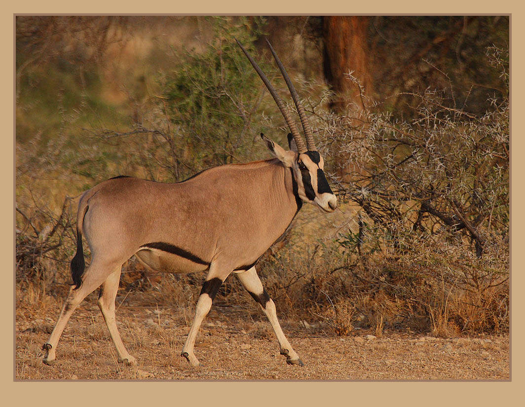 東非直角長角羚的圖片
