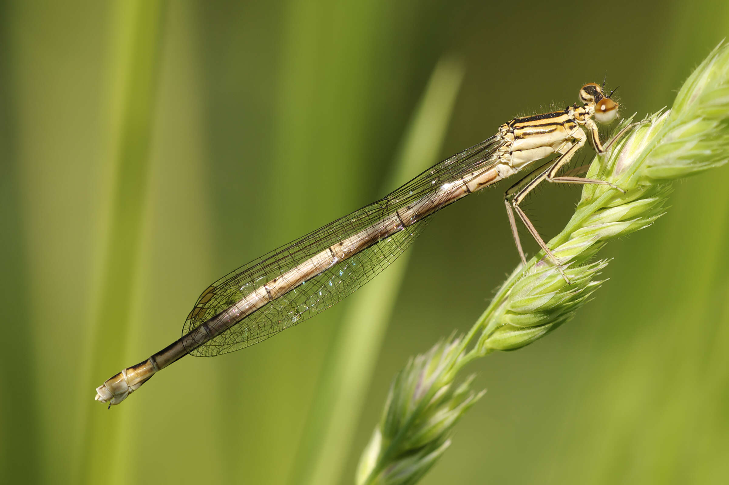 Image of Platycnemis Burmeister 1839