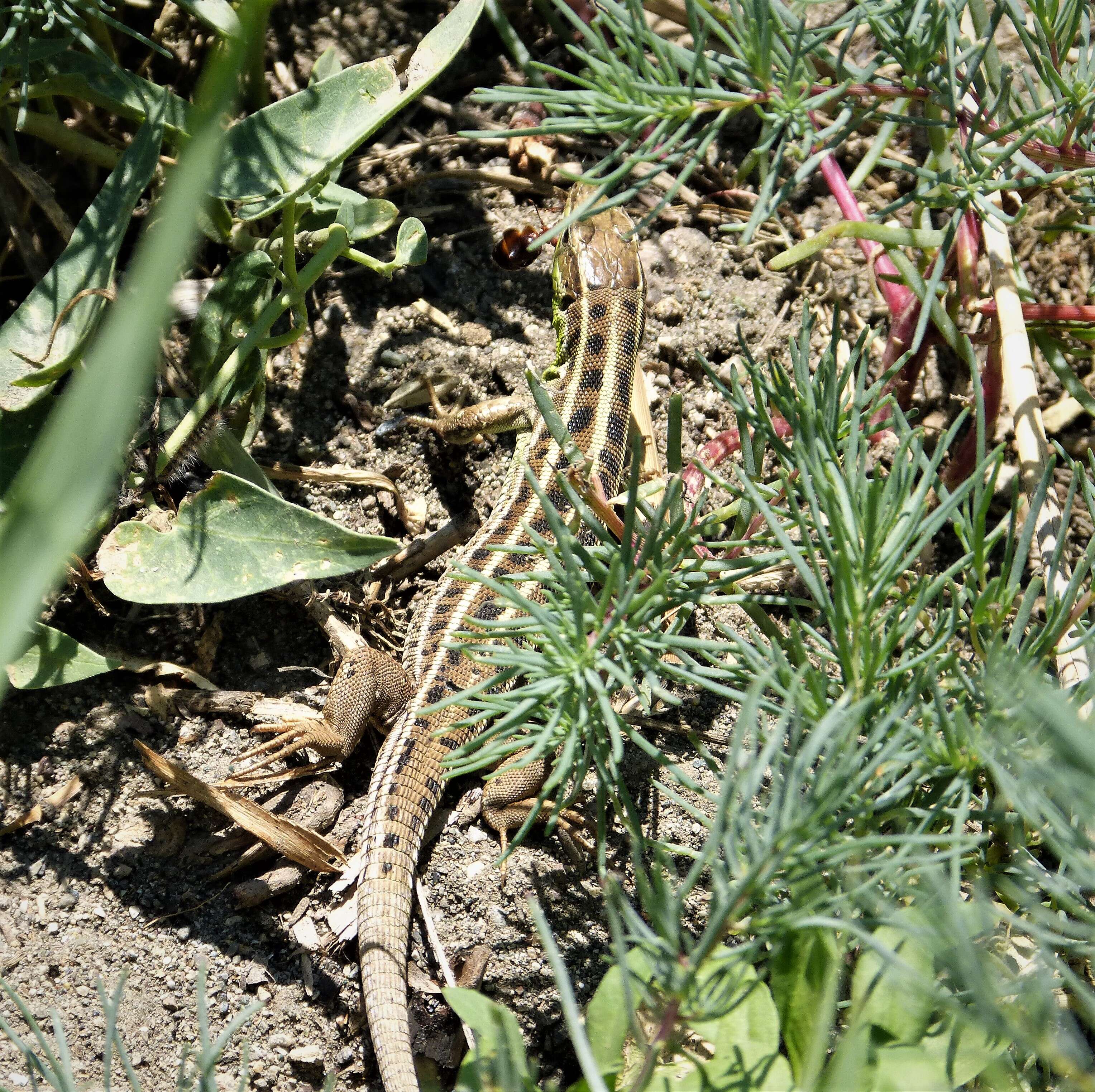 Image of Medium Lizard