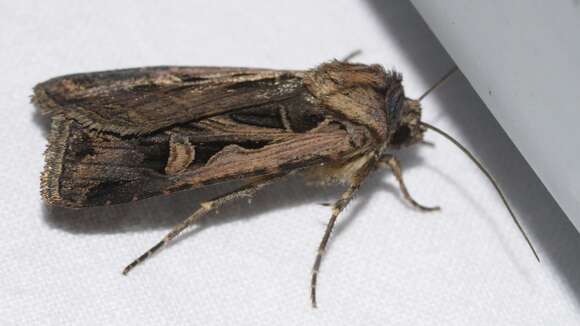 Image of Dingy Cutworm Moth