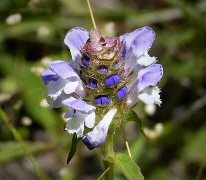 Image of common selfheal