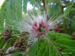 Image de Albizia pedicellaris (Dc.) L. Rico