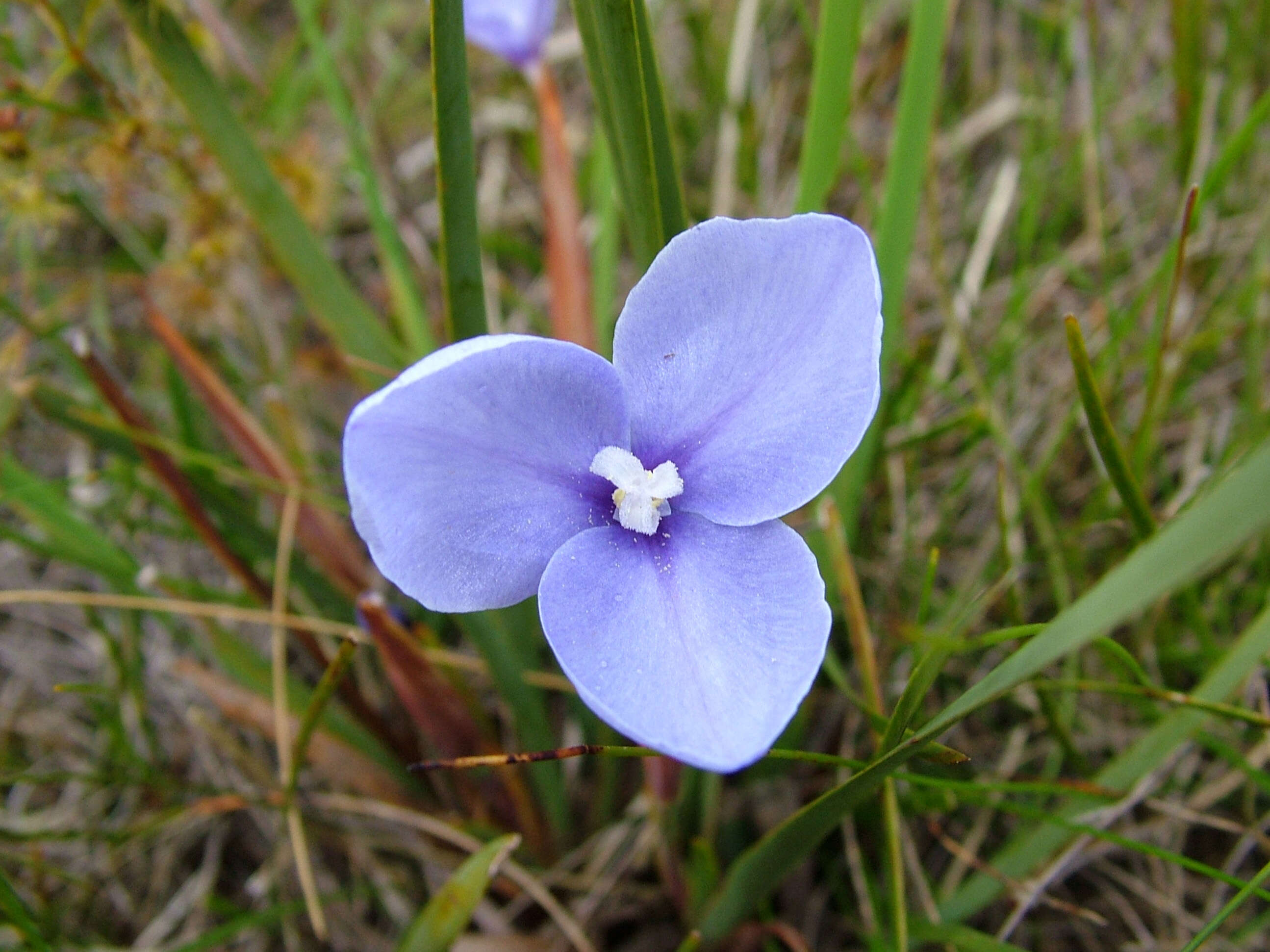 Imagem de Patersonia fragilis (Labill.) Asch. & Graebn.