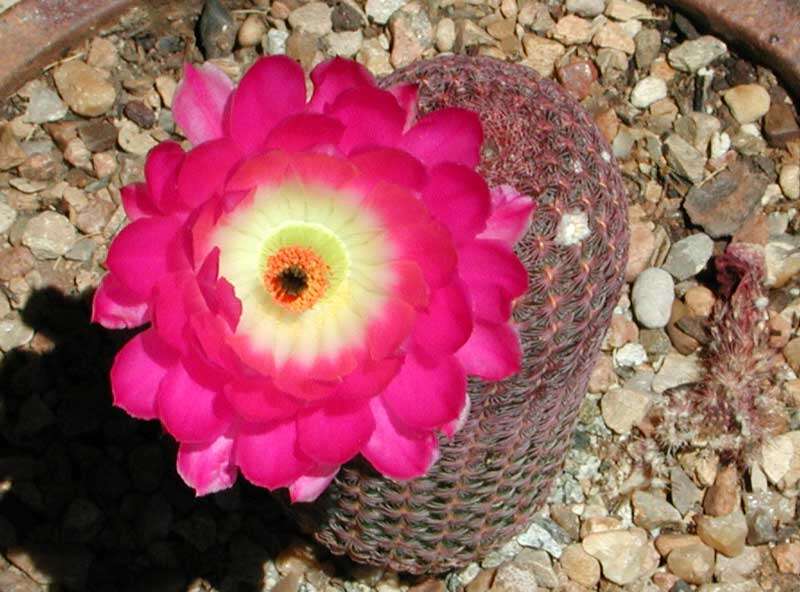 Image of Rainbow Cactus