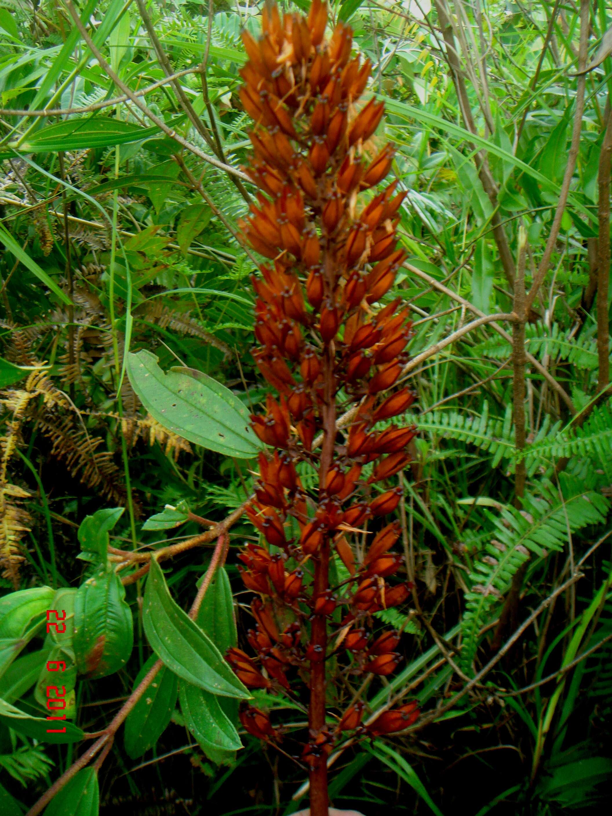 Image of slender pitcher plant