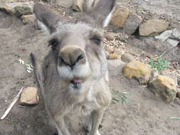 Image of Tasmanian forester kangaroo